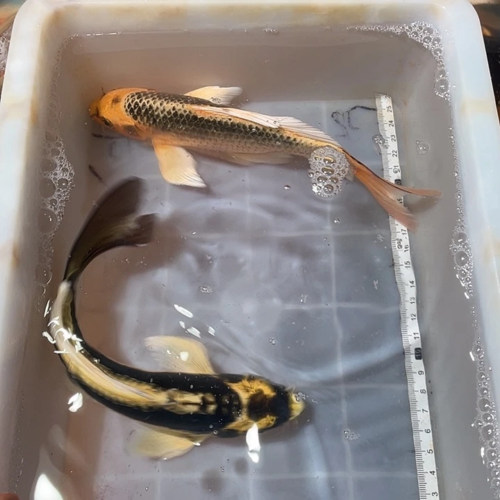 蝴蝶鲤鱼渔场直发177