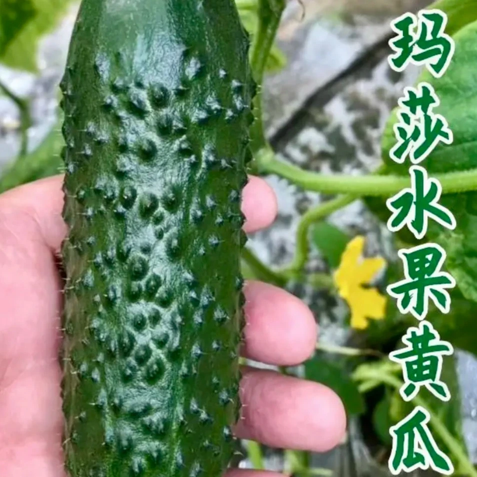 新鲜现摘山东玛莎水果黄瓜产地直发黄瓜味浓