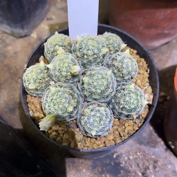 用****3851吉赛尔群实生