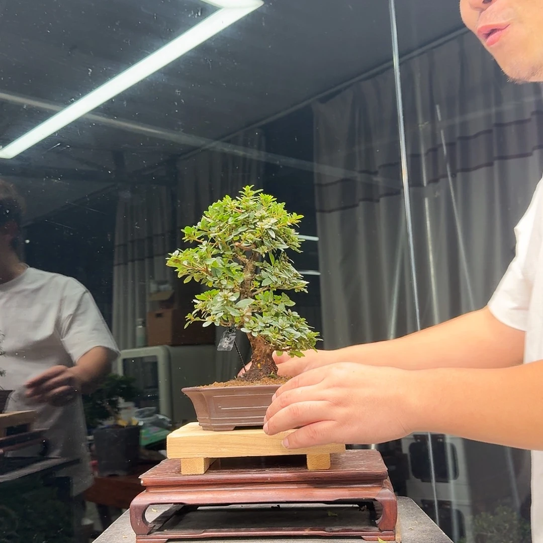 大***流无花朵花卉苗木花卉苗木