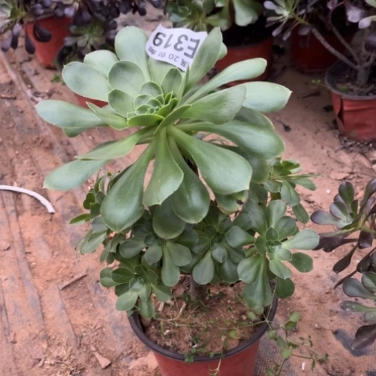 319军美丽不包断枝