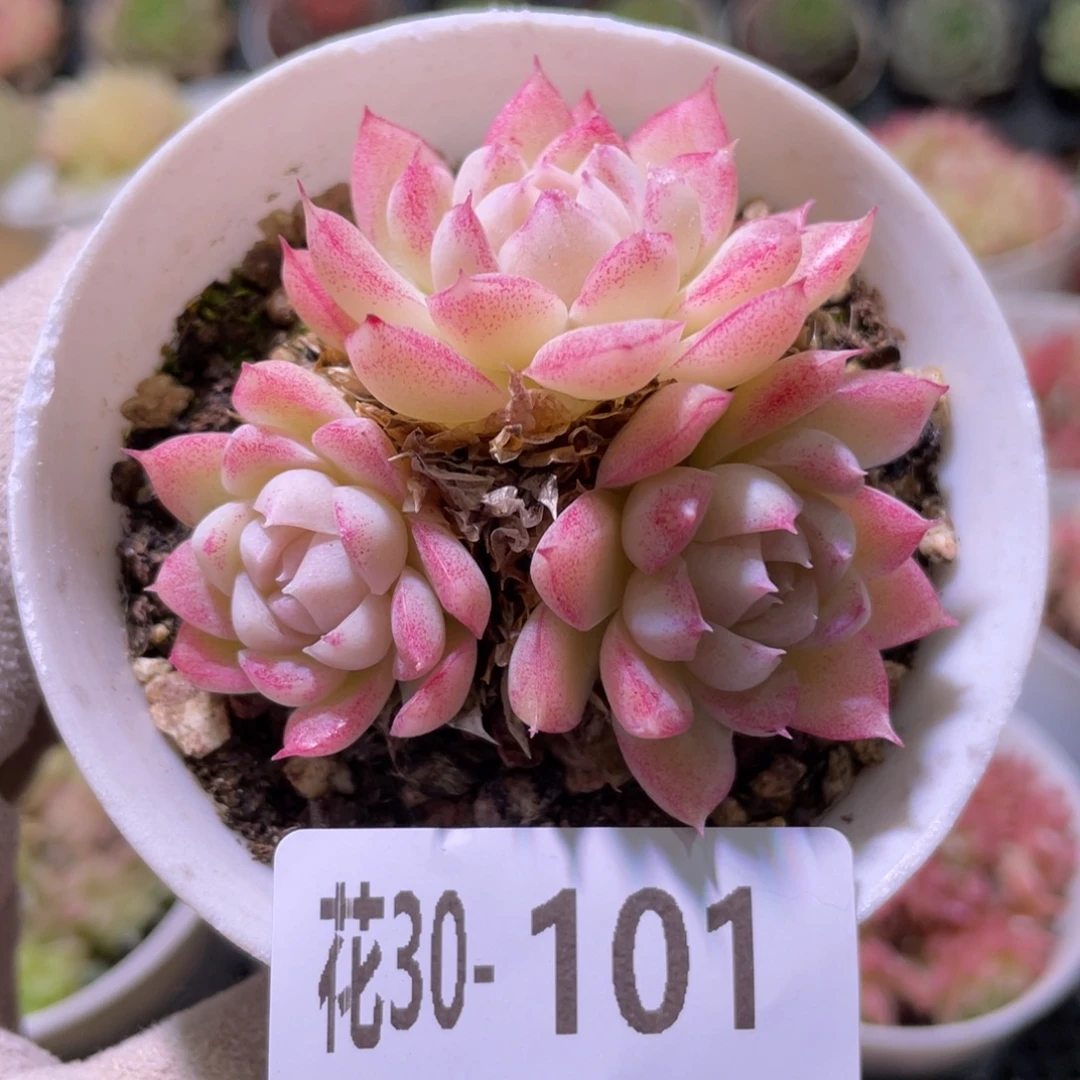 花利美30-101女王玫瑰