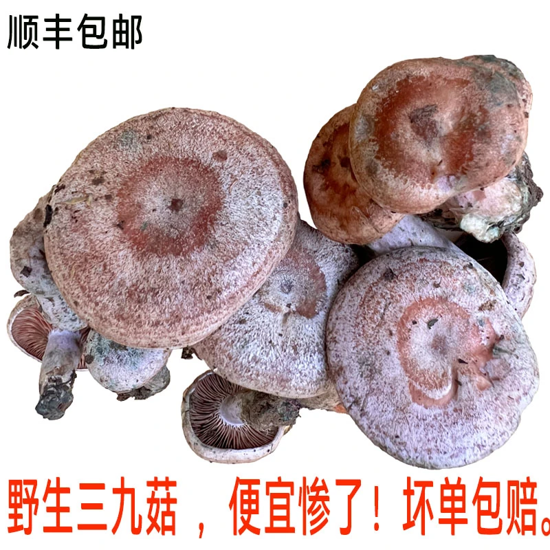 当季新鲜野生菌三九菇现采枞树菌寒菌松树菌雁鹅菌乌枞菌九月香菌