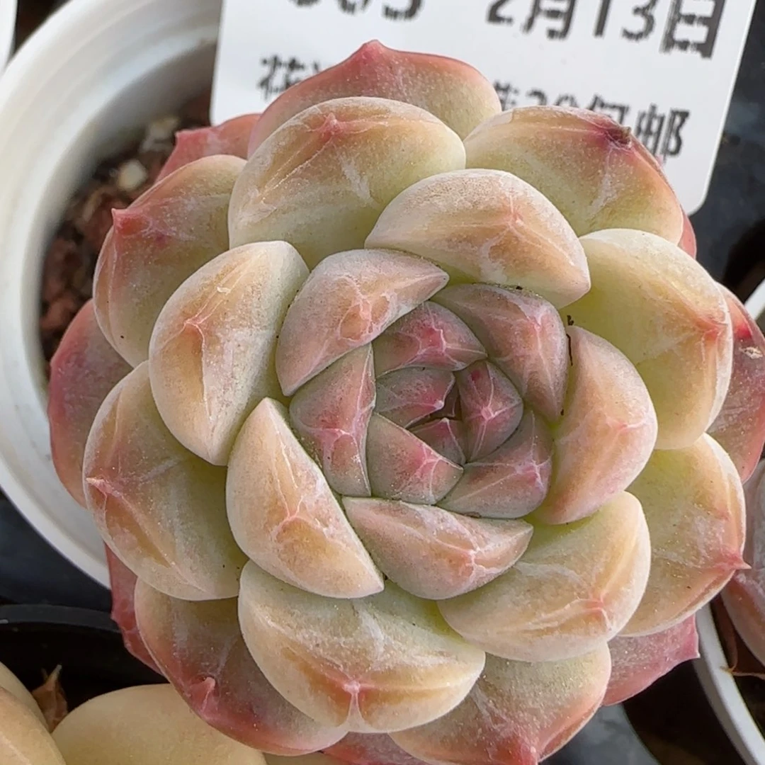 花语逸镜0213-603