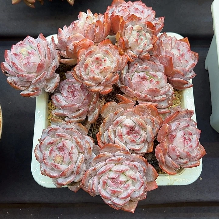 原***呀石榴籽大群多肉植物