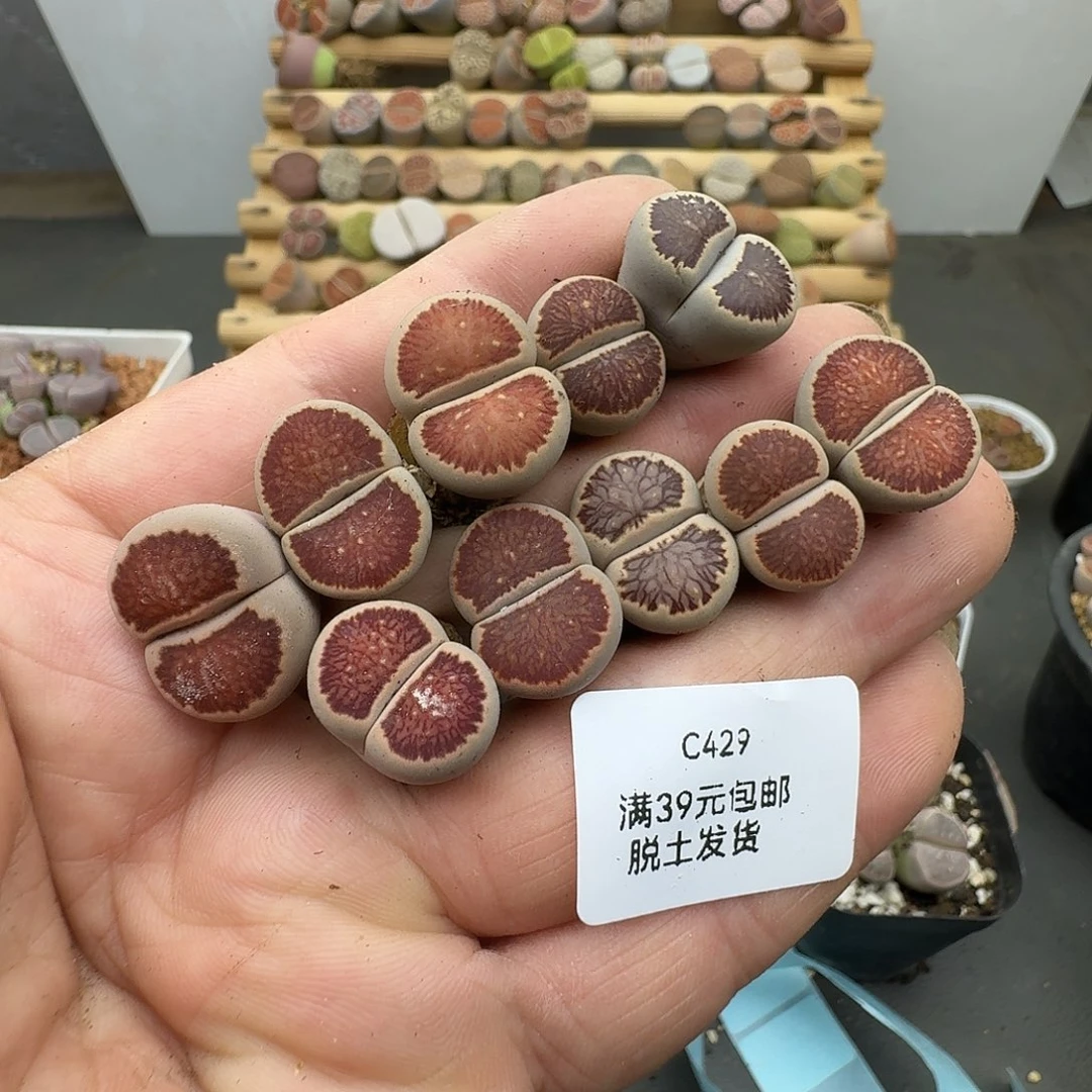 429哈哈哈哈哈哈哈哈哈