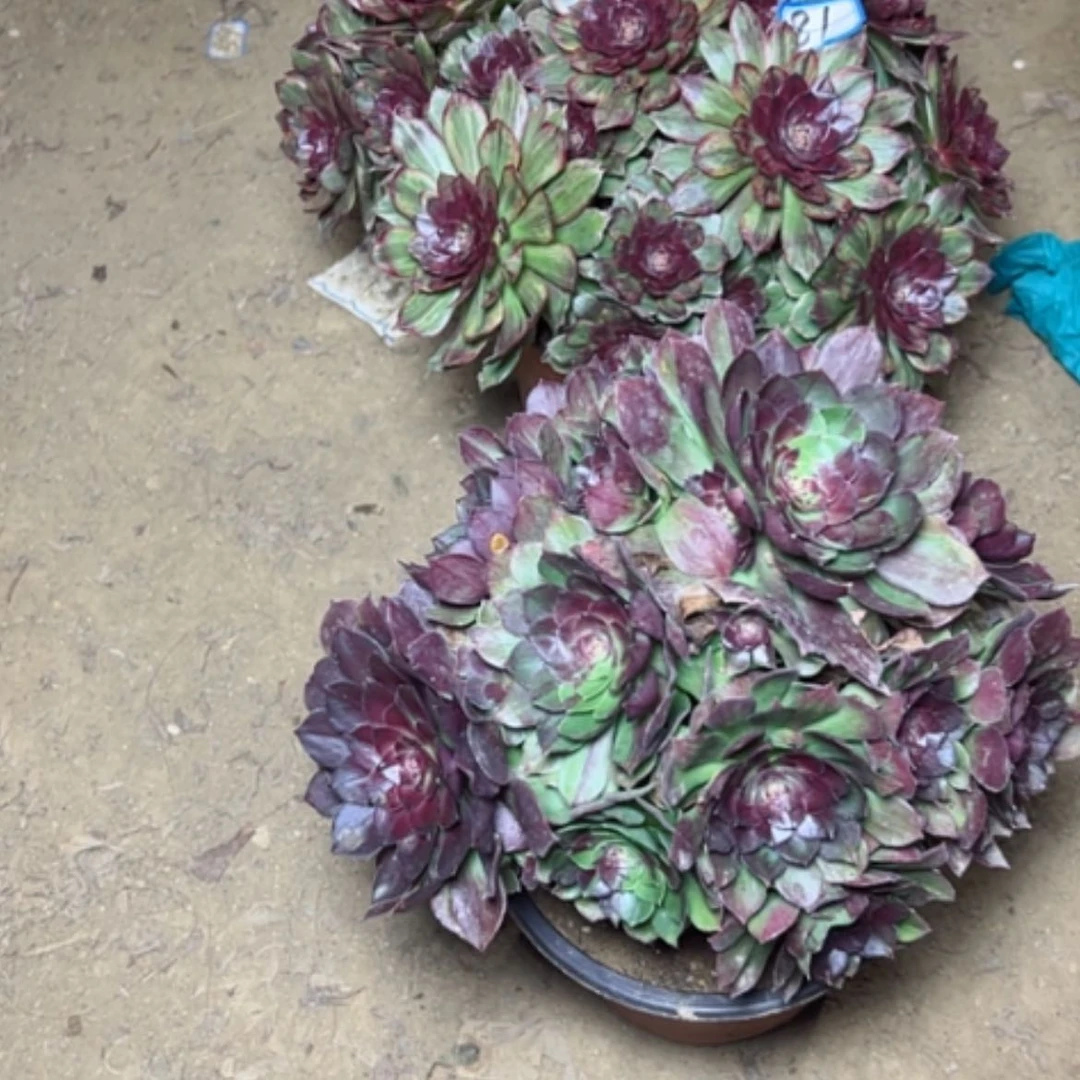 【闪购商品】多肉植物两个81