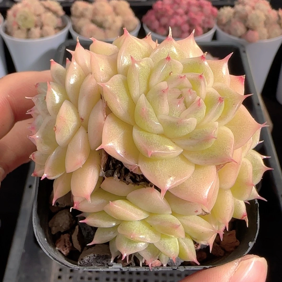 多肉0101-168包子麦秆