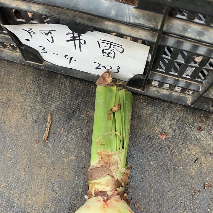 无花朵舞蹈皇后有标包对版一号