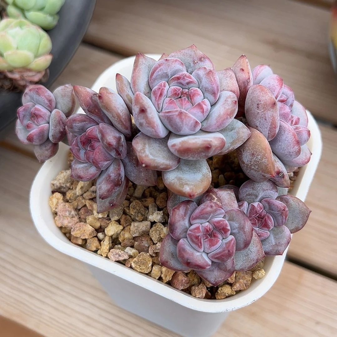 529-1星影小老桩