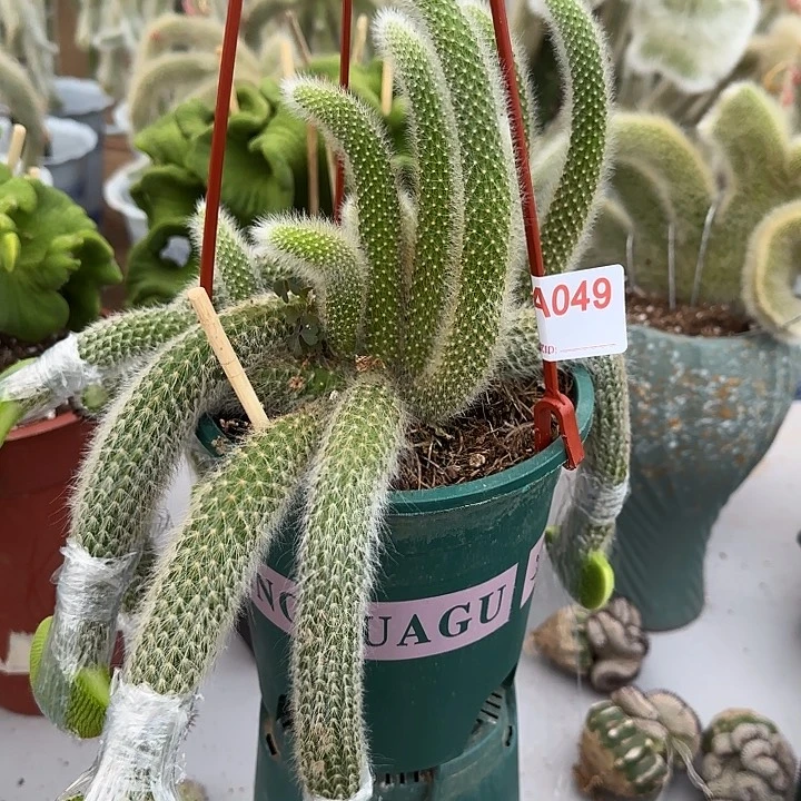 L***沫无花朵嫁接青蛇缀➕佩雷缀049