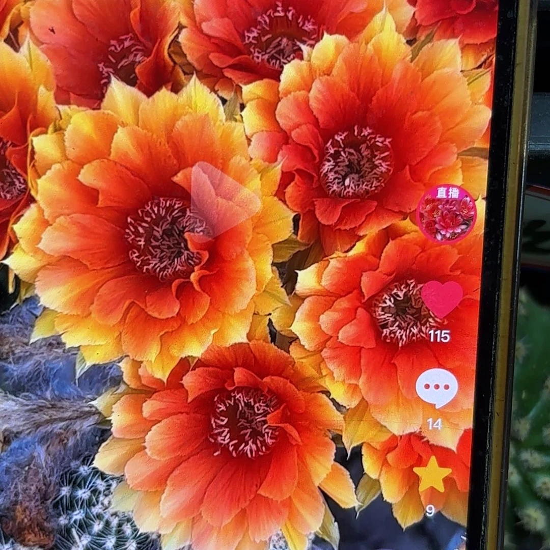 1702金刚无根侧牙20包邮51