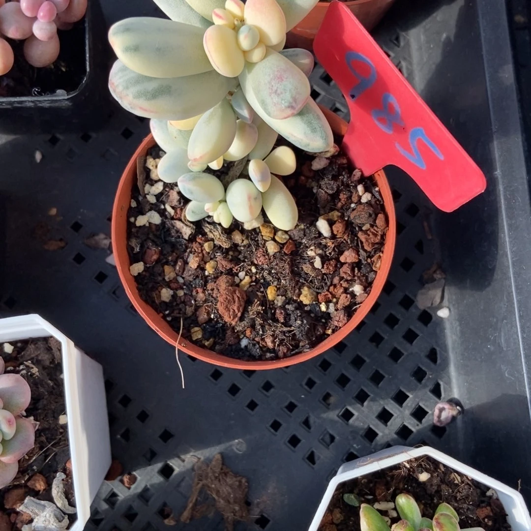 985福娘锦多肉植物