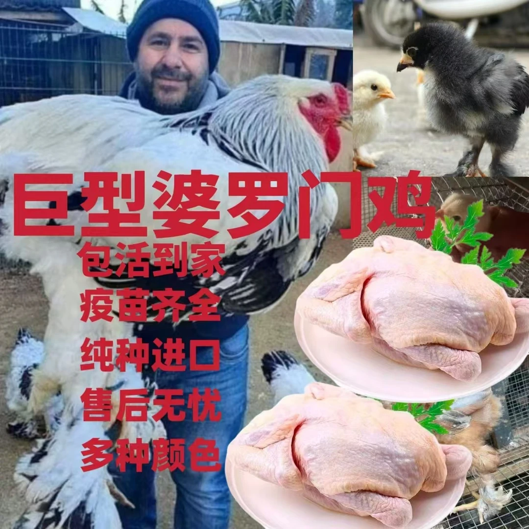 鸡中巨人 婆罗门鸡  整鸡生鲜  肉质鲜美  体型巨大  颜值在线