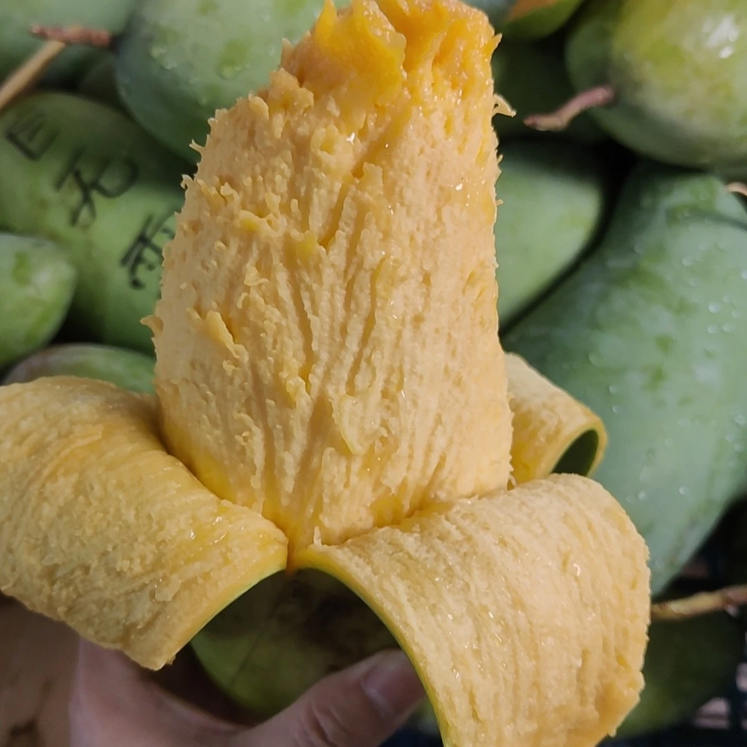 【高矮夫妻一家】广西百色金煌芒果 净重5斤新鲜皮薄肉厚放熟吃