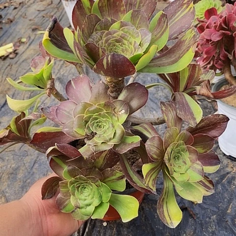 无毒花脸老桩捧花176号