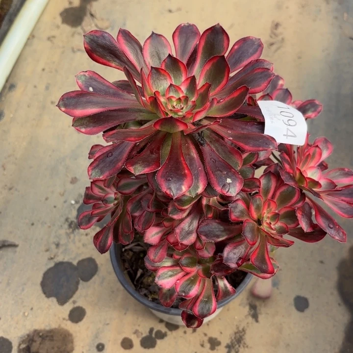 香奈儿多肉处理不包断头1094