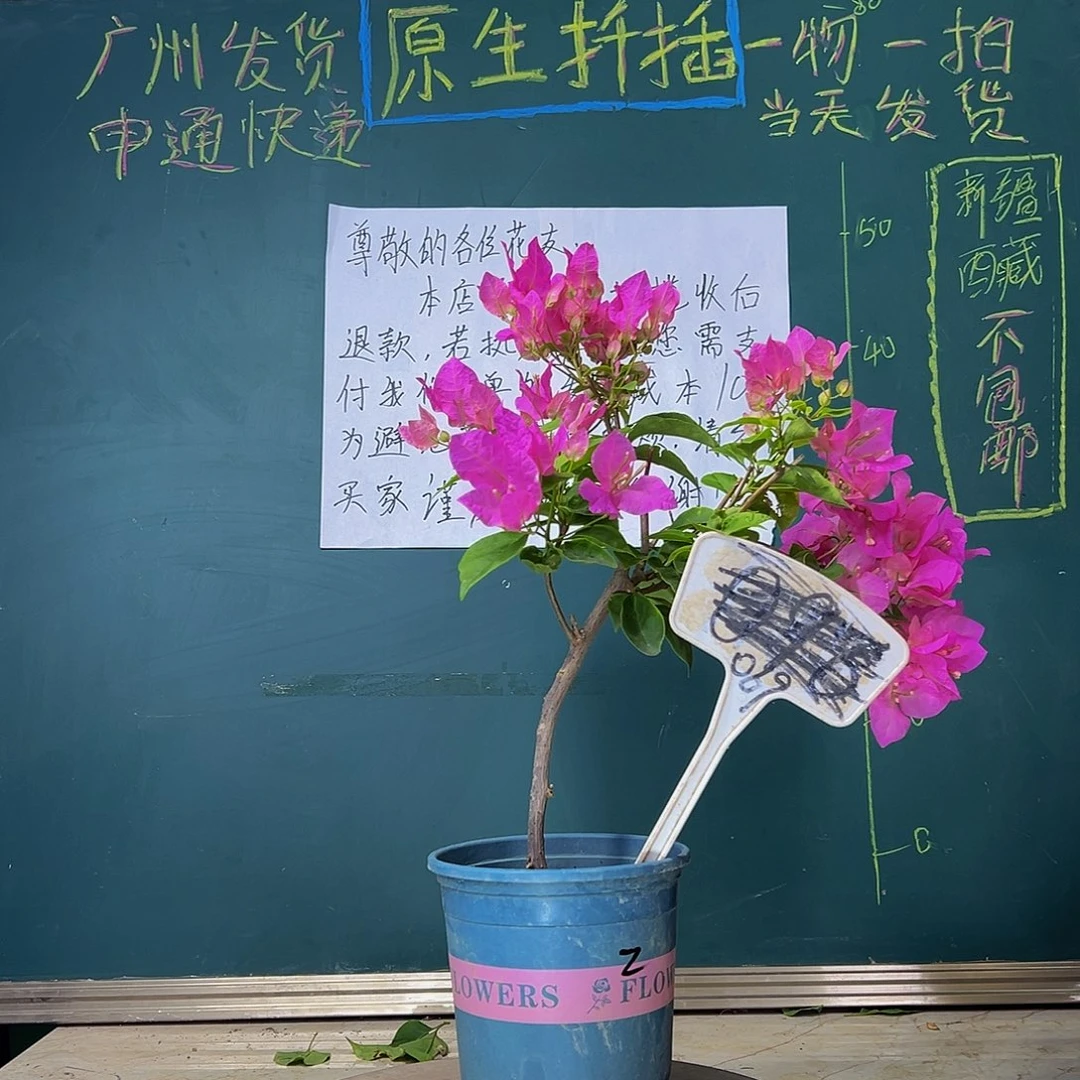 当前无花栽培后可以开花  漳红樱  069