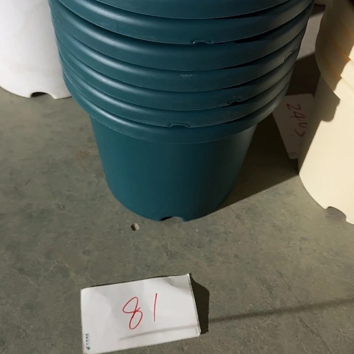 编号是81号的81号的