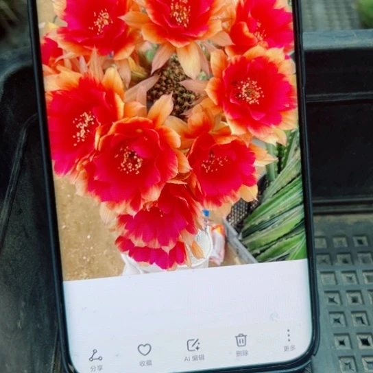 下42丽花光环歪无根侧芽3公分左右20包邮