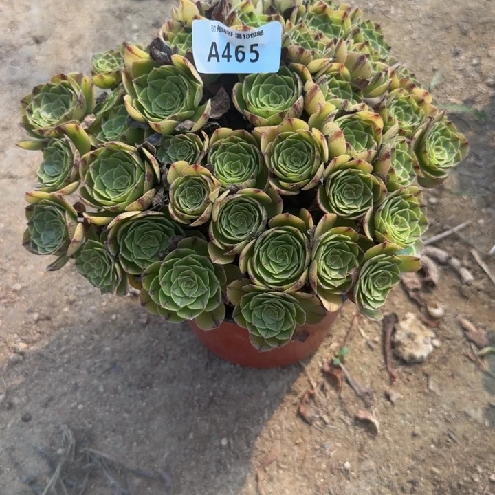 465万拉丝。多肉植物