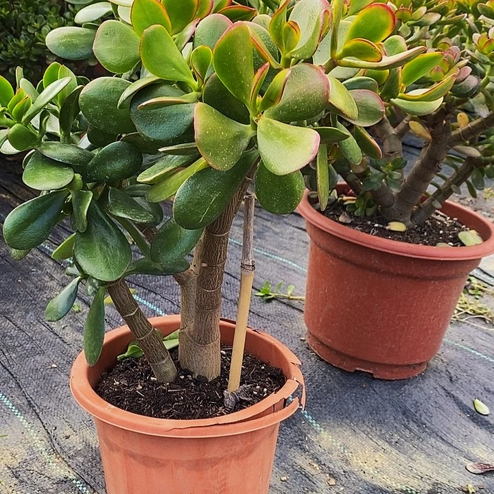 黄金花月一物一拍多肉植物
