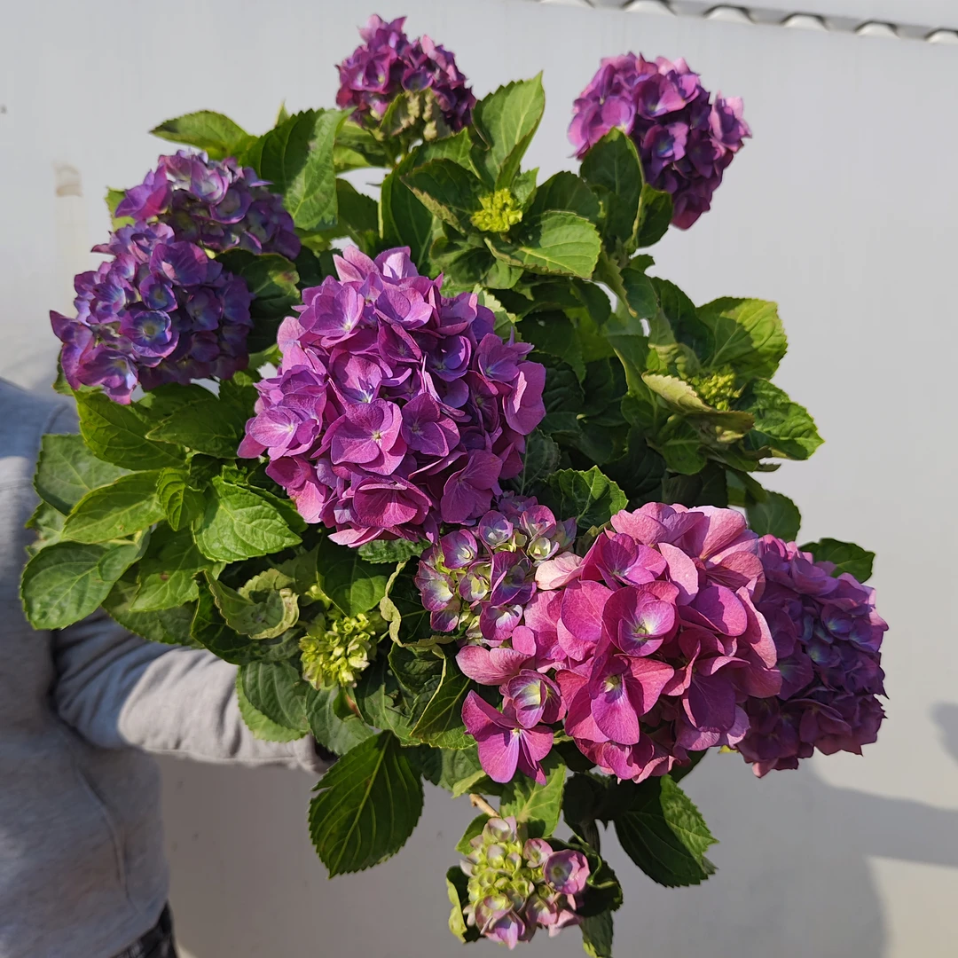 【沉香】两加仑爆花带花苞好养易活室内庭院阳台  云南鲜花