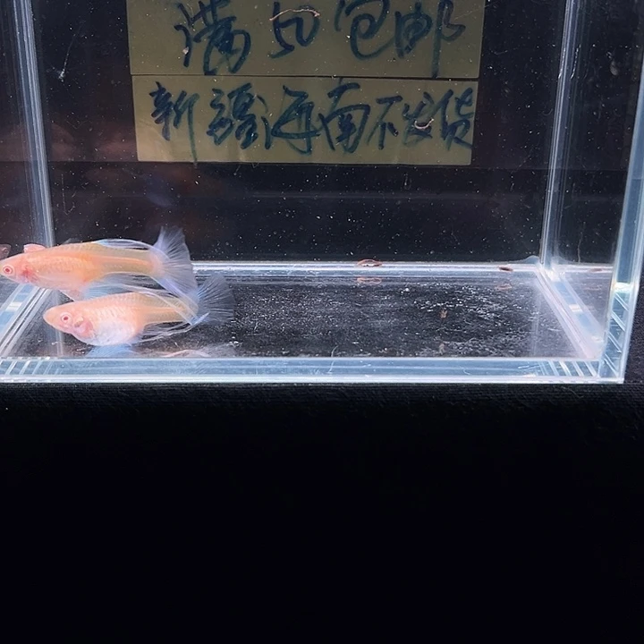 孔雀鱼天空蓝孔雀大吃