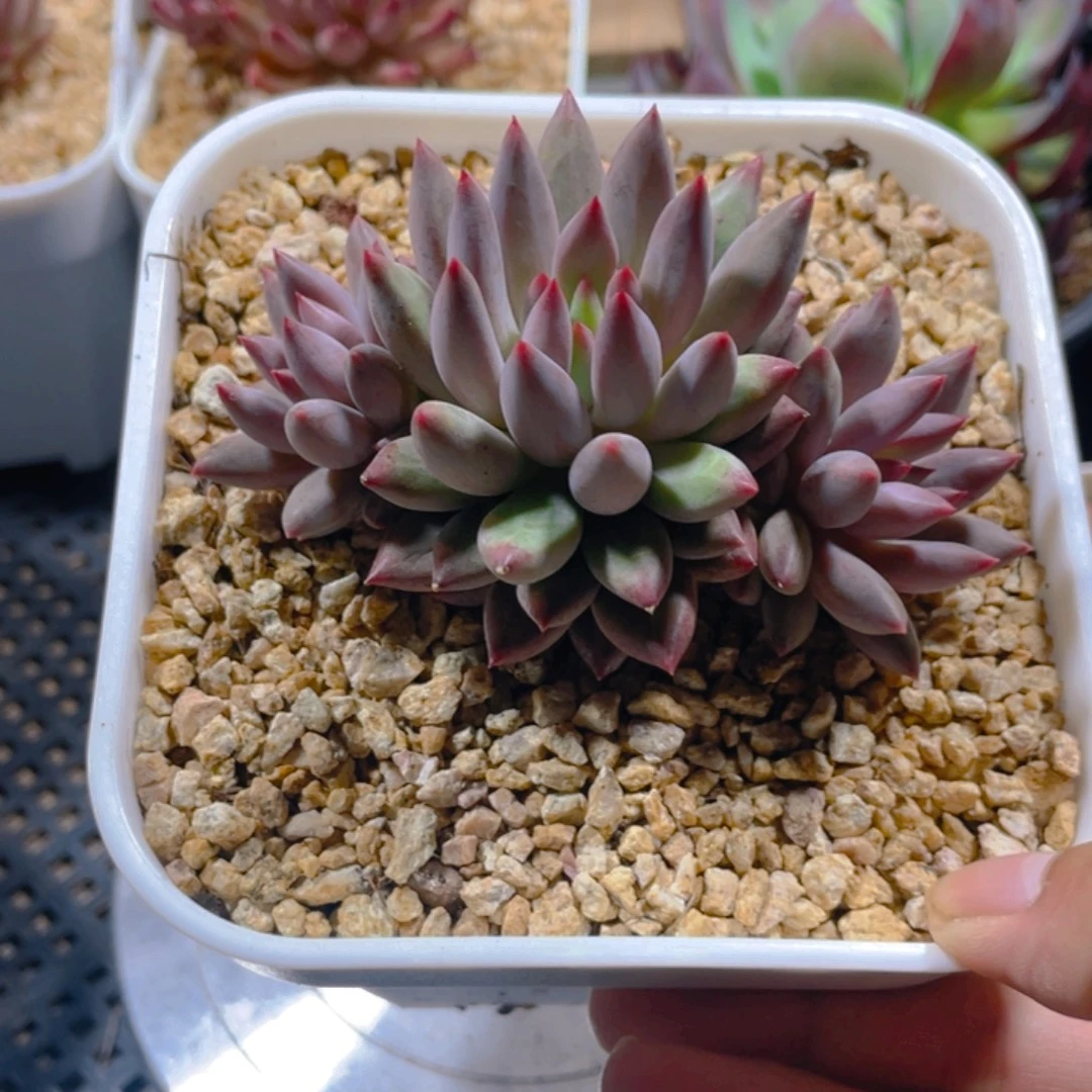 M***^新粉宝贝专拍金鱼姬多肉植物一棵