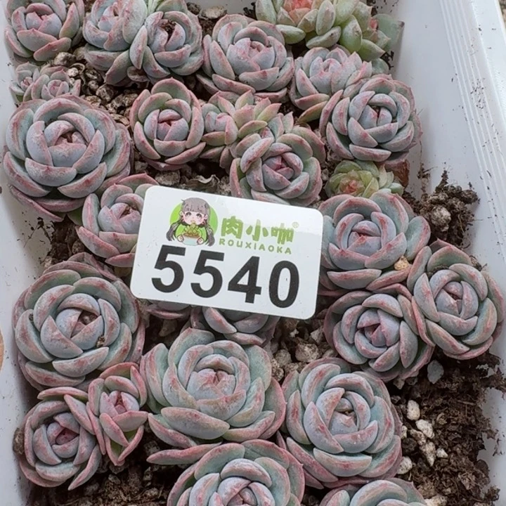 一**贝多肉植物多肉植物