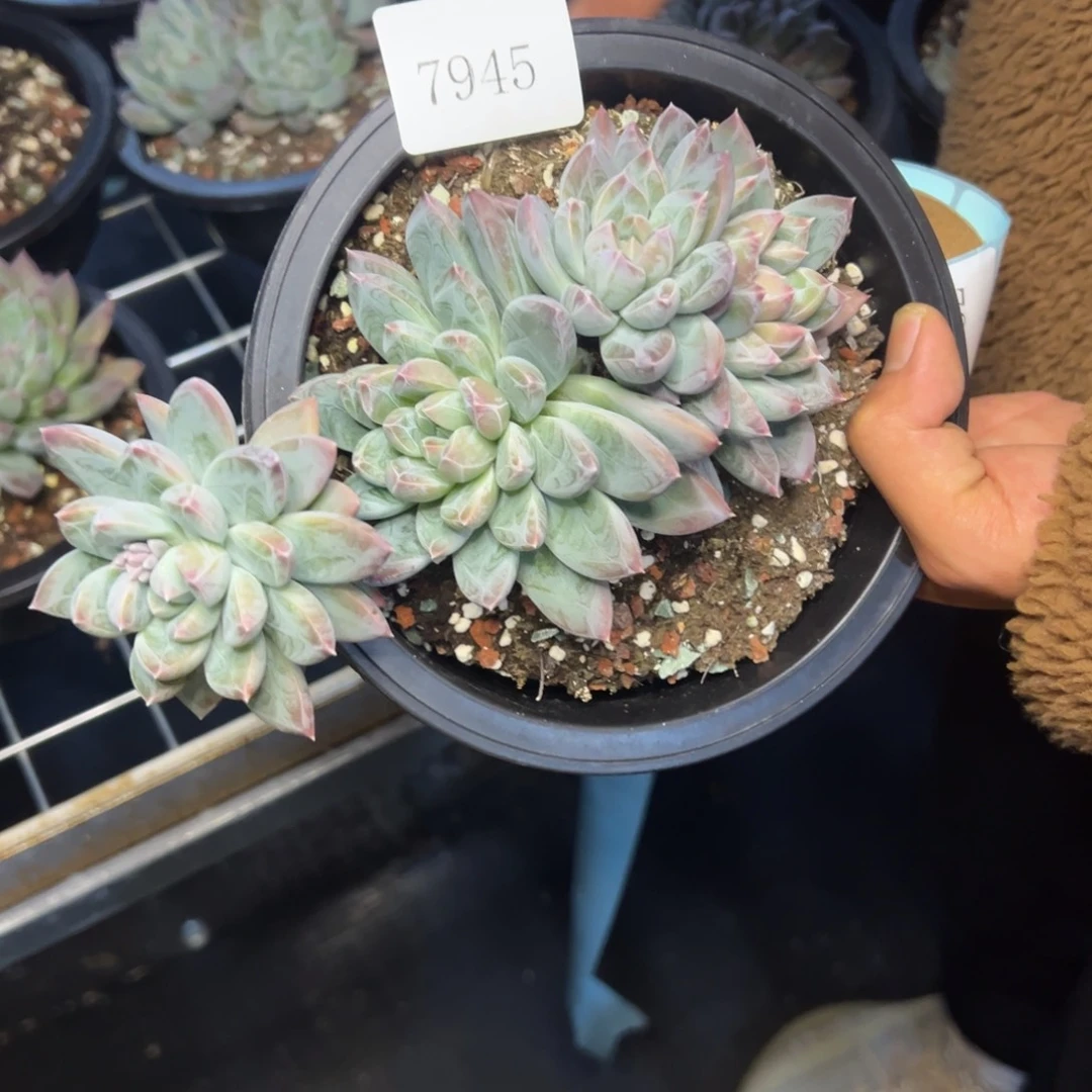 魂*7945肉多哦哟多哦哟肉多哦