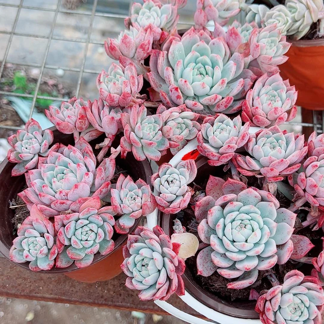 霜花多头造型精品三盆