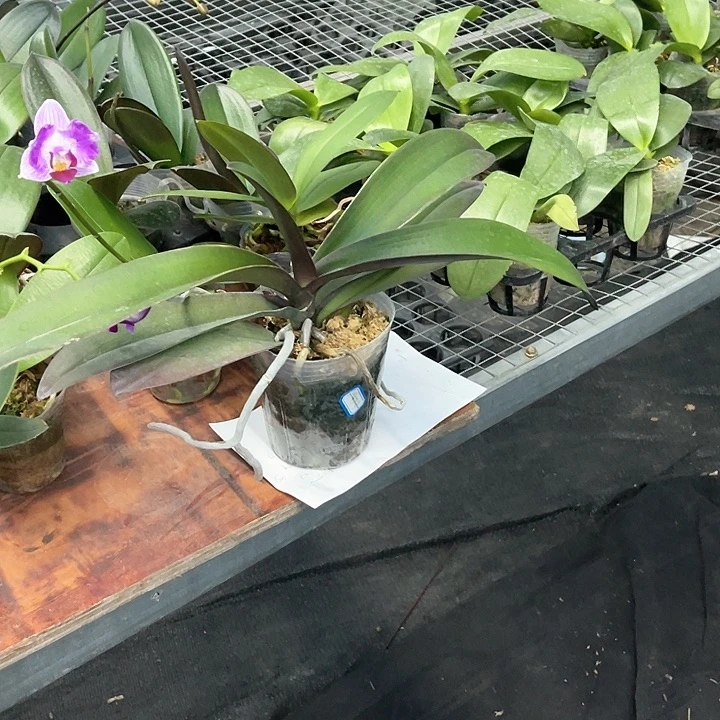 沧**殇蝴蝶兰金树二代3.0带件