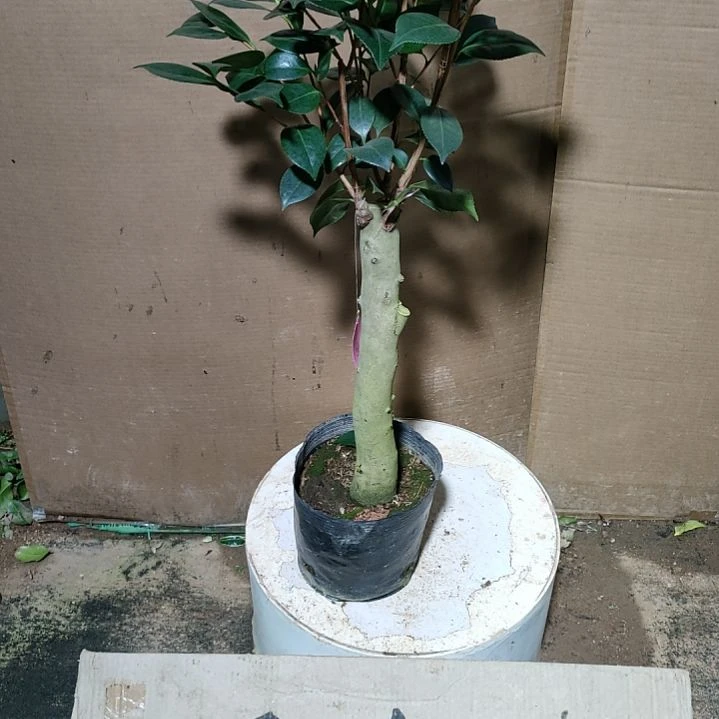 139水晶皇后，原盆原土发货，不包邮
