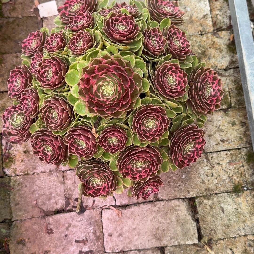 粉花妖多肉植物福利不包售后断枝