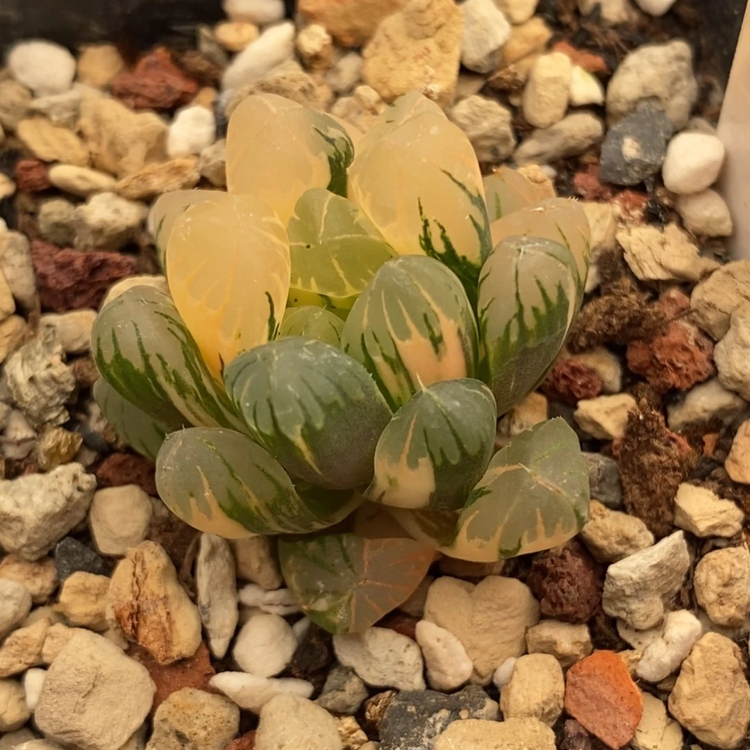 703广濑玉露多肉植物