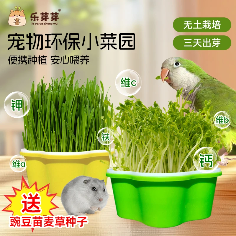 乐芽芽宠物菜园仓鼠金丝熊鹦鹉补充维生素矿物质微量元素环保新鲜