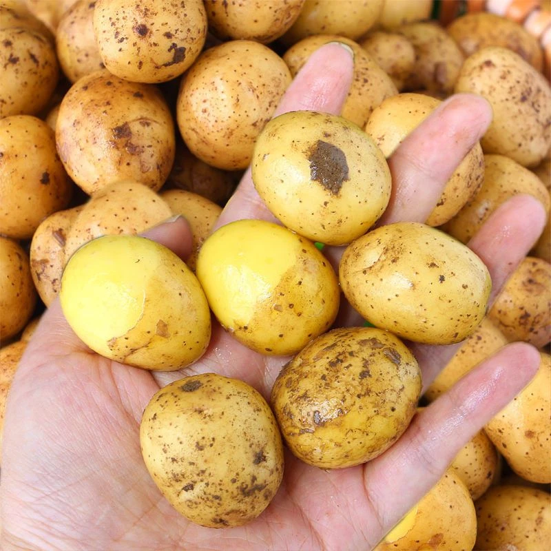 贵州高山威宁农家小土豆黄皮黄心粉糯可口蔬菜