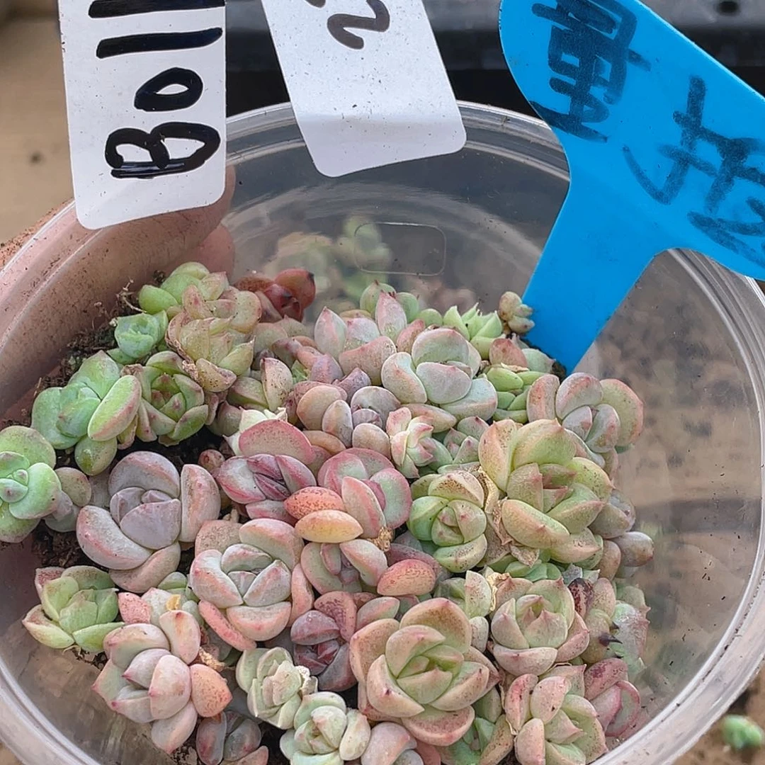 量拍多肉植物多肉植物27