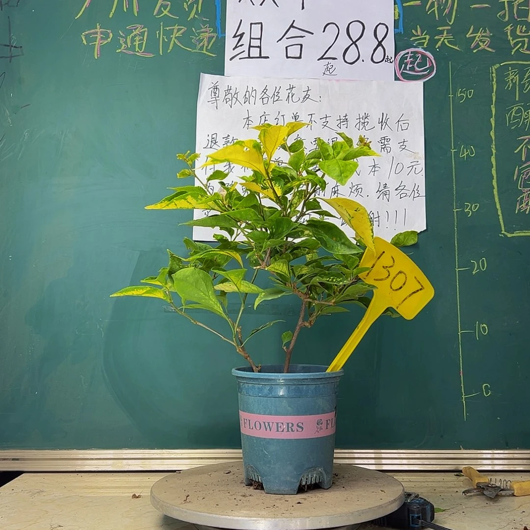 当前无花栽培后可以开花 斑红樱  1307