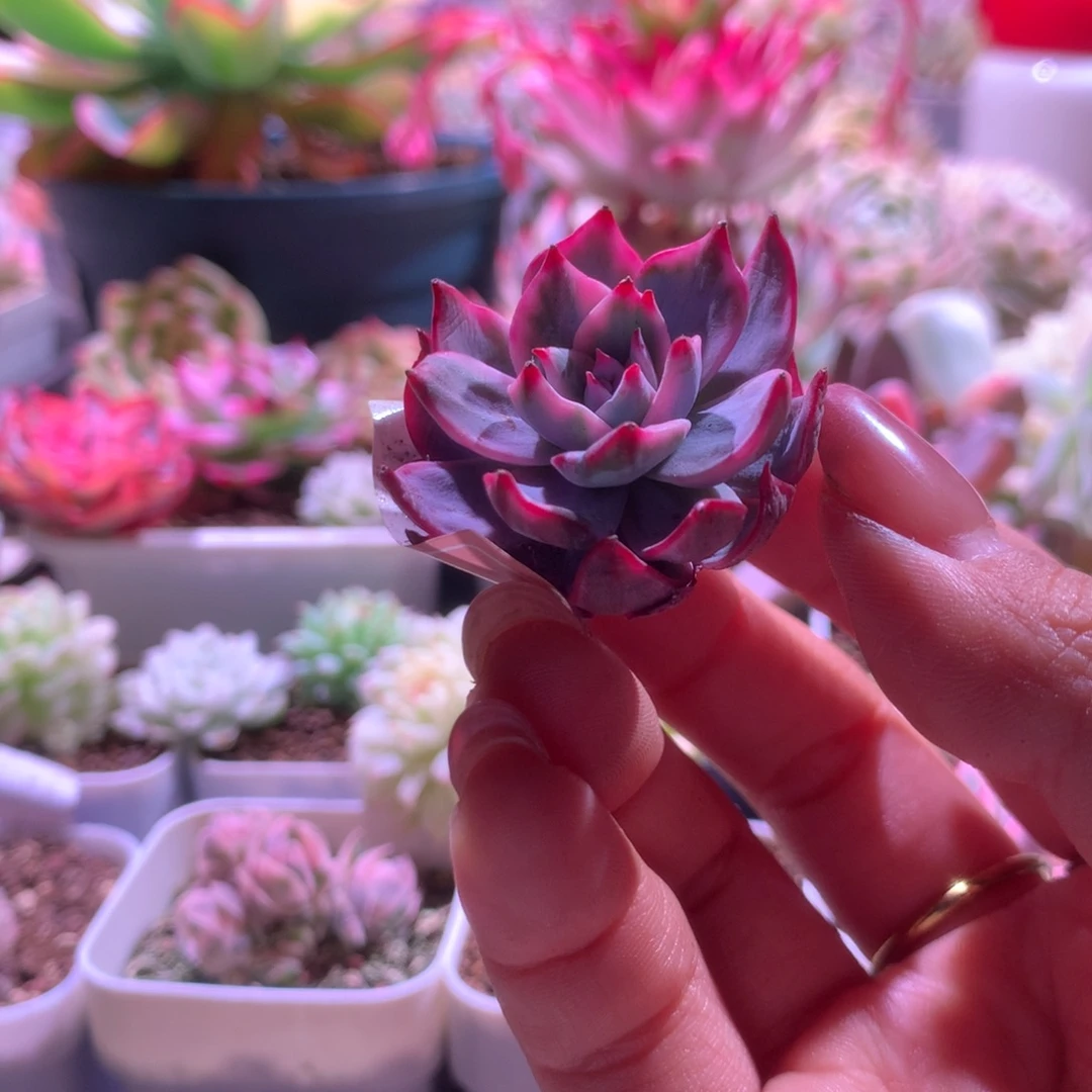 劳伦斯覆轮锦有根