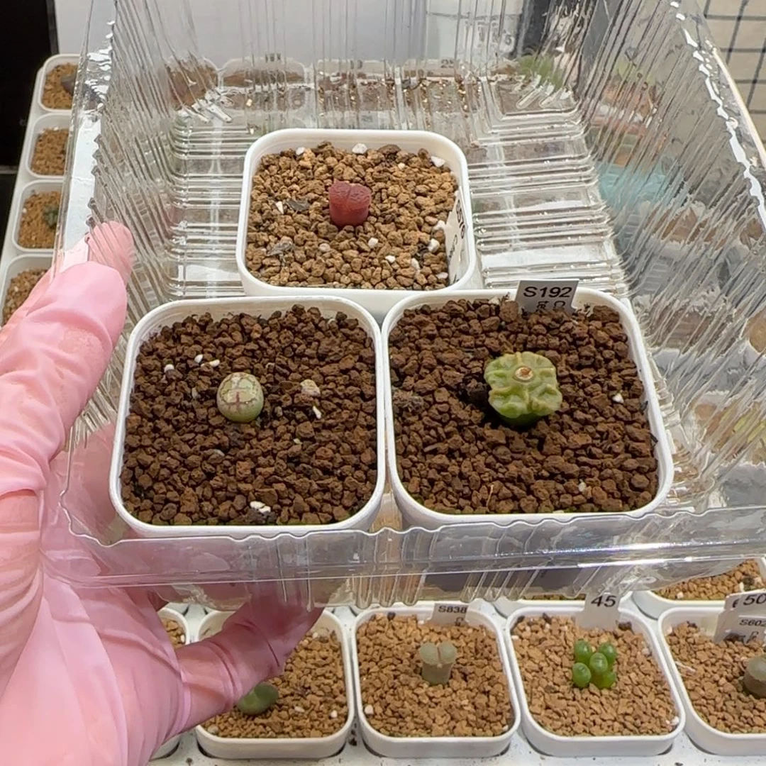 靓***丫肉锥多肉植物组合-1364