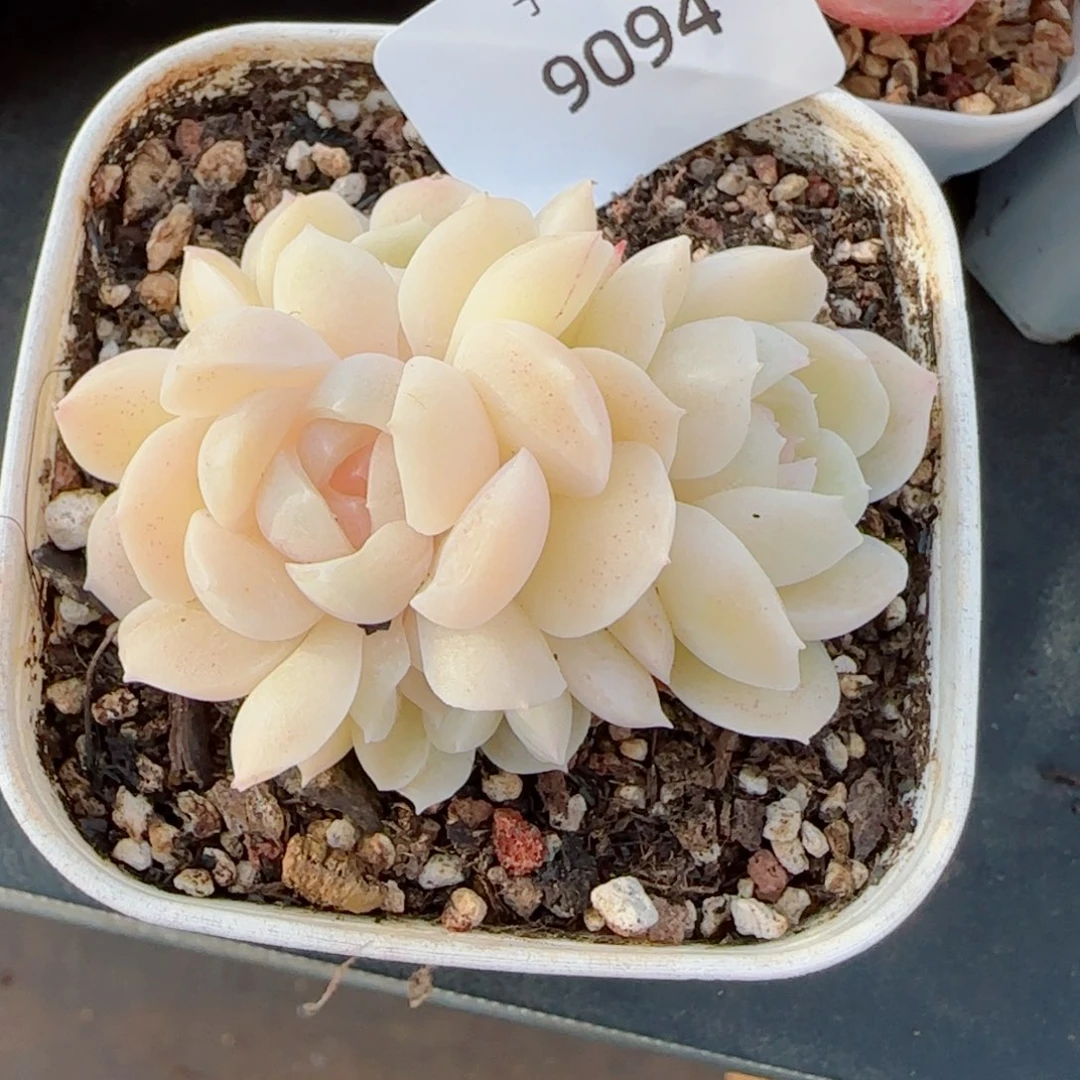 孤月珍妮群，9094多肉植物