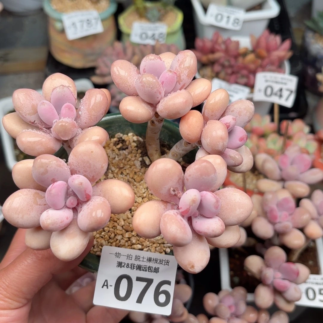 桃5头多肉多肉多