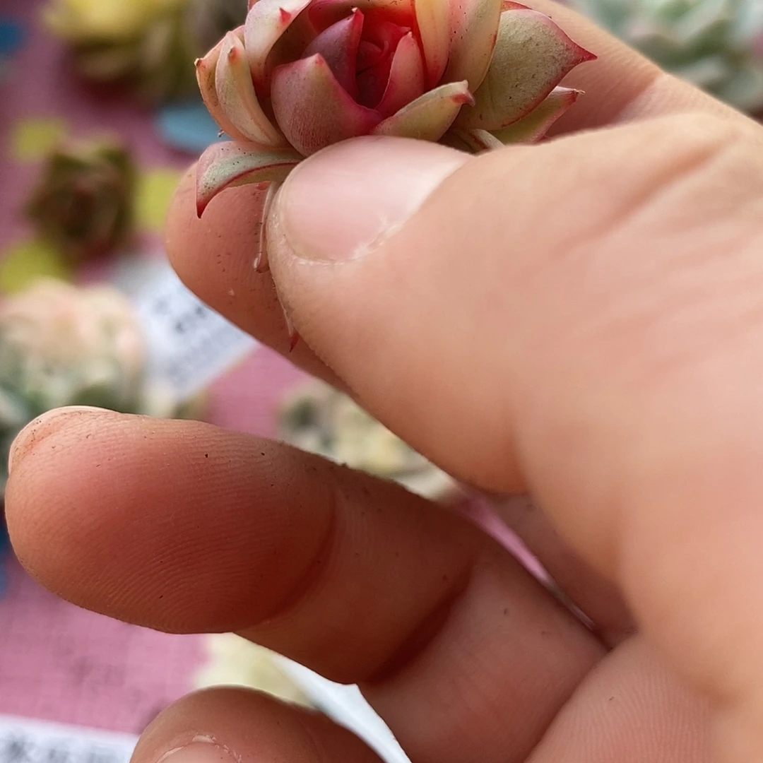 洲595红宝莲灯锦多肉植物哇啦塞