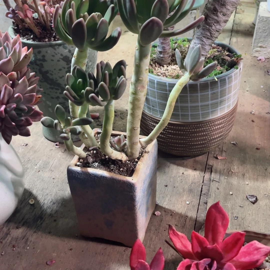 在家了…我是个小女孩儿