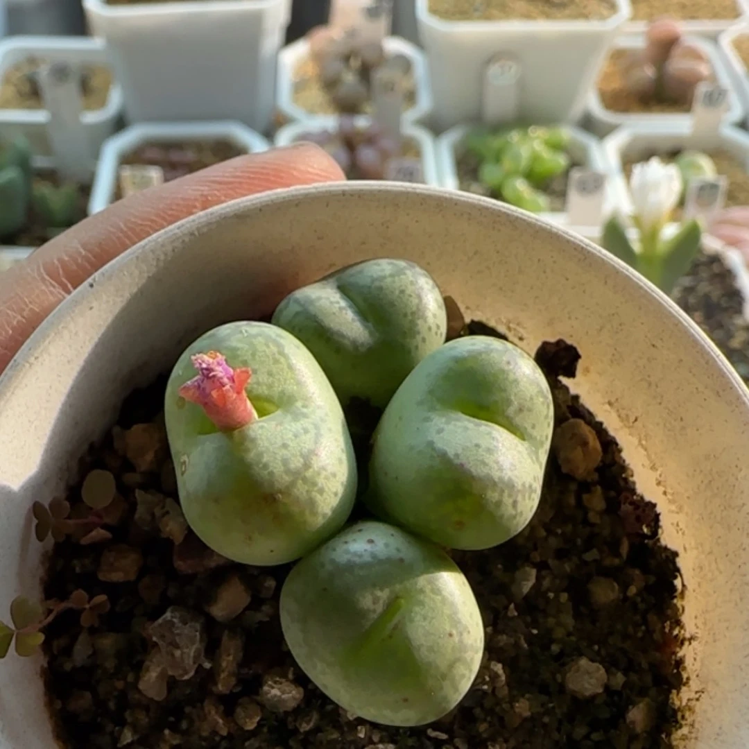 【闪购商品】20313香水 紫猴