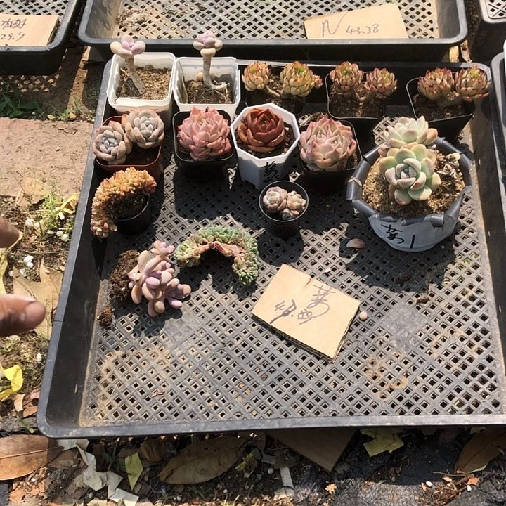 菜菜多肉 山东临沂