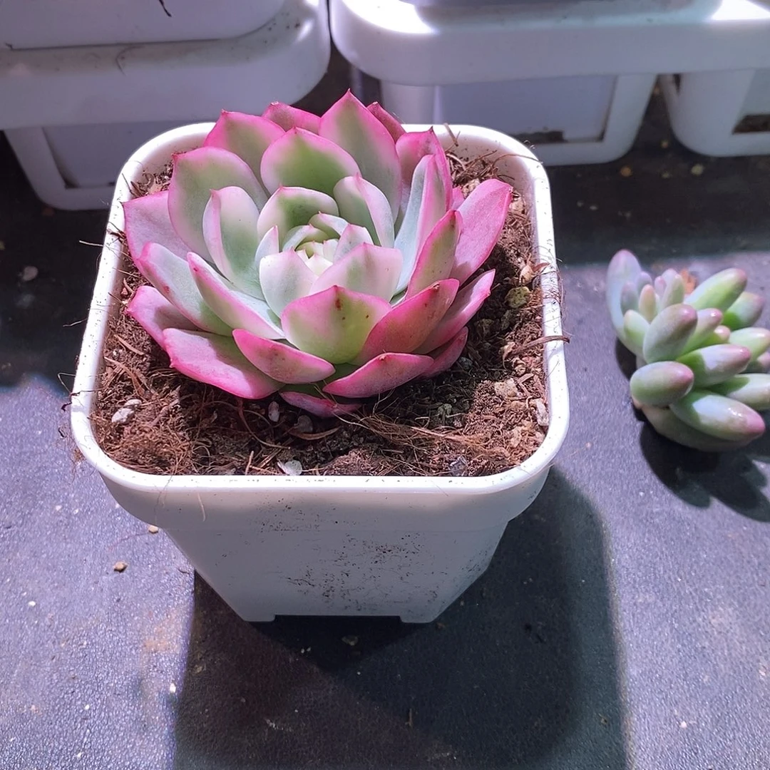 粉水晶锦多肉植物