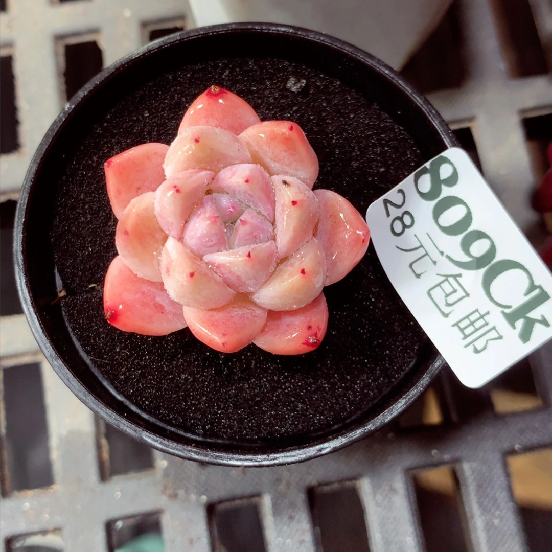 5厘米盆精控多肉809